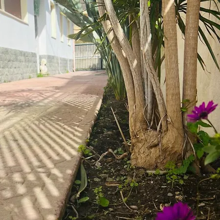 Pina
